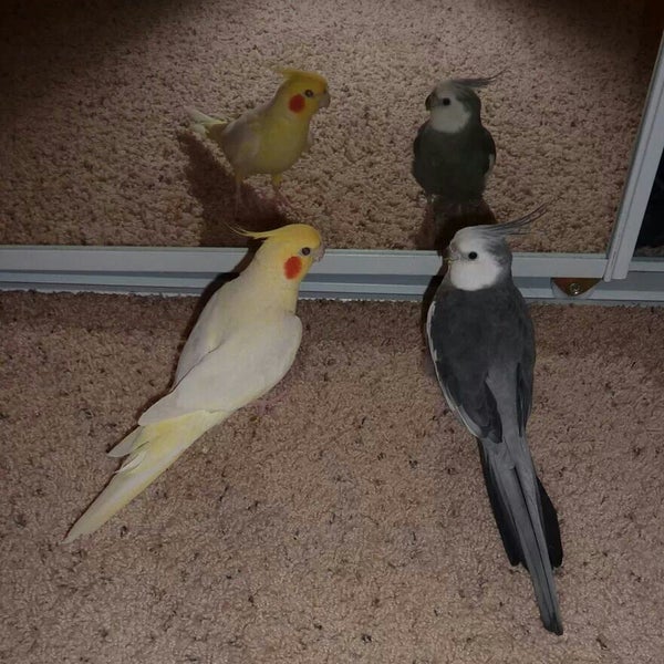 Avian Medical Center 1 tip from 10 visitors