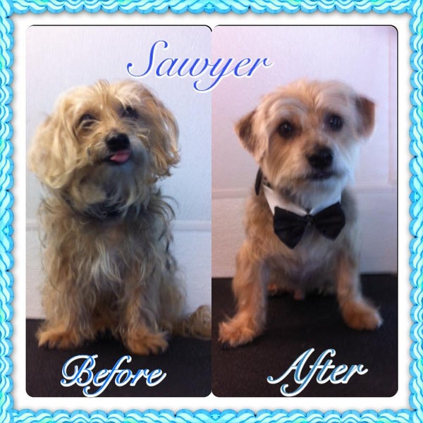 Prestige Dog Spa Mobile Grooming Davie, FL