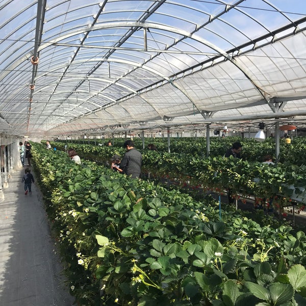 こもろ布引いちご園 2 Tips From 135 Visitors