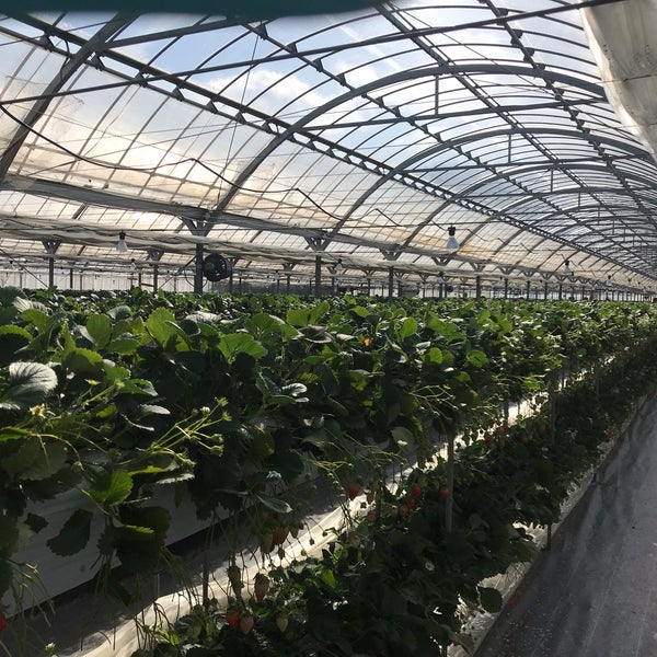 こもろ布引いちご園 2 Tips From 135 Visitors