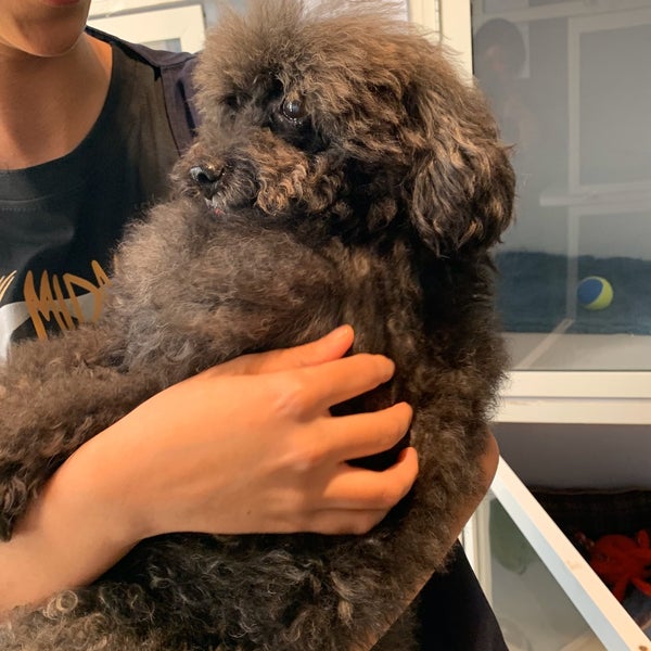 Cloud 9 Pet Hotel & Care Khalifa City A 8 tips