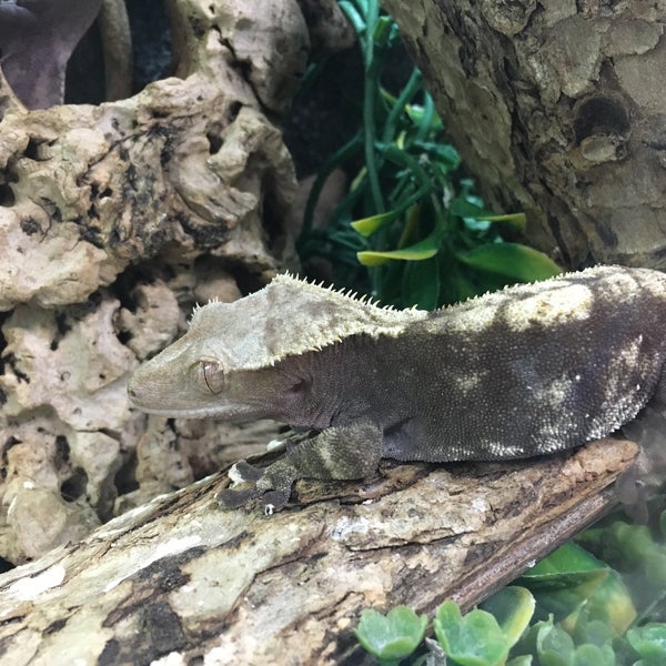 amazon reptile store