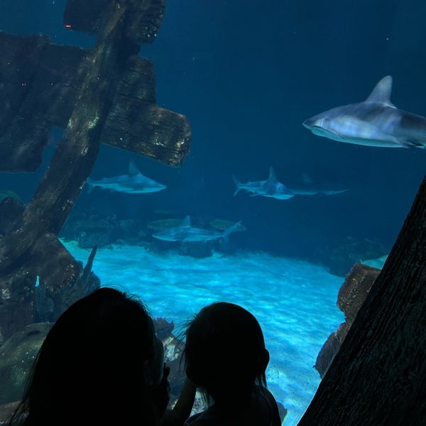 Foto tirada no(a) Shark Reef Aquarium por Kevin W. em 8/18/2023