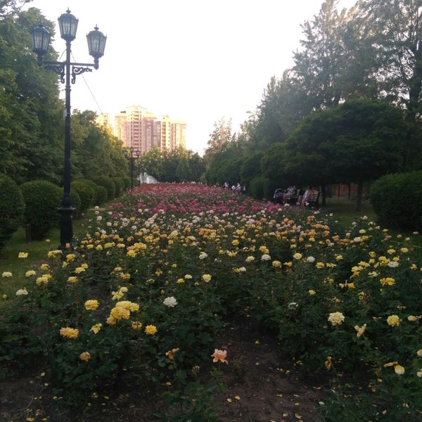 Аллея роз Луганск