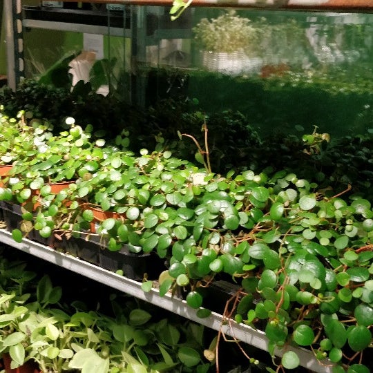 Top 44+ imagen kamppi plantagen abzlocal fi