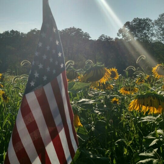Foto scattata a Sussex County Sunflower Maze da Michele P. il 9/5/2015