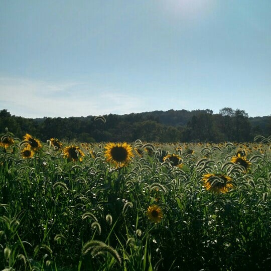 Photo taken at Sussex County Sunflower Maze by Michele P. on 9/5/2015