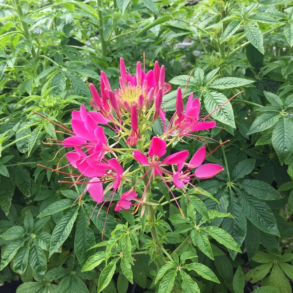 Harris Nursery Tyler, TX