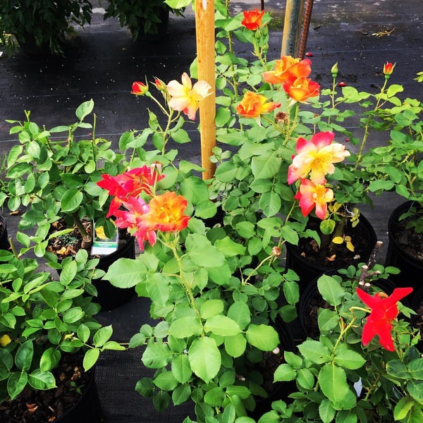 Harris Nursery Tyler, TX