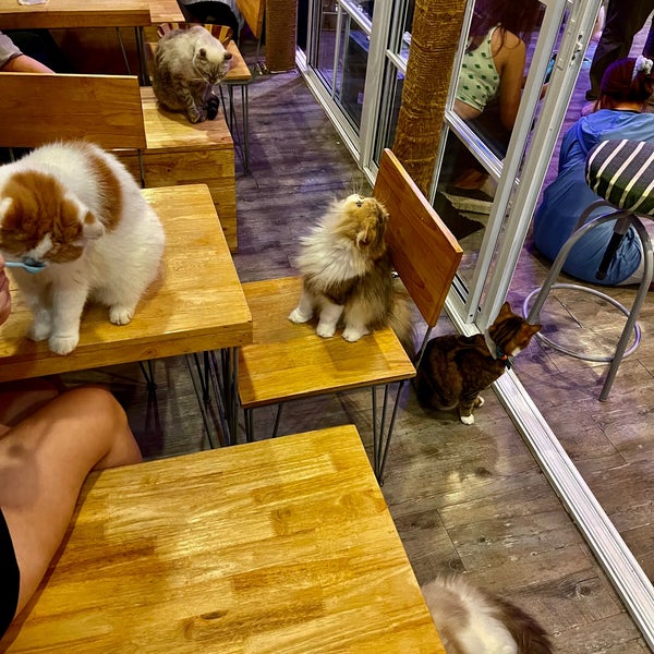 Caturday Cafe Pet Caf in Ratchathewi