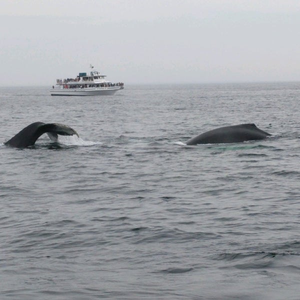 Foto scattata a Cape Ann Whale Watch da Prajakta il 5/27/2018