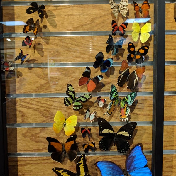 7/2/2017 tarihinde Eric R.ziyaretçi tarafından Butterfly Pavilion'de çekilen fotoğraf
