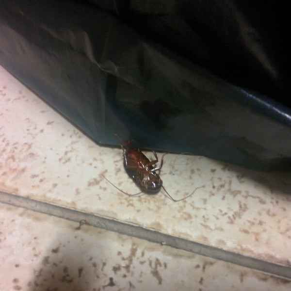 Beware, they seem to have cockroaches. Yesterday we saw this guy in the bathroom...