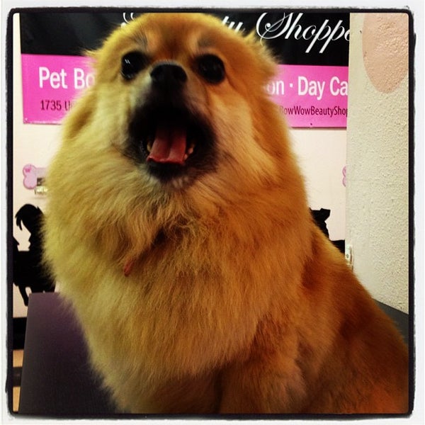 Photo taken at Bow Wow Beauty Shoppe by Bow Wow Beauty Shoppe on 5/25/2013