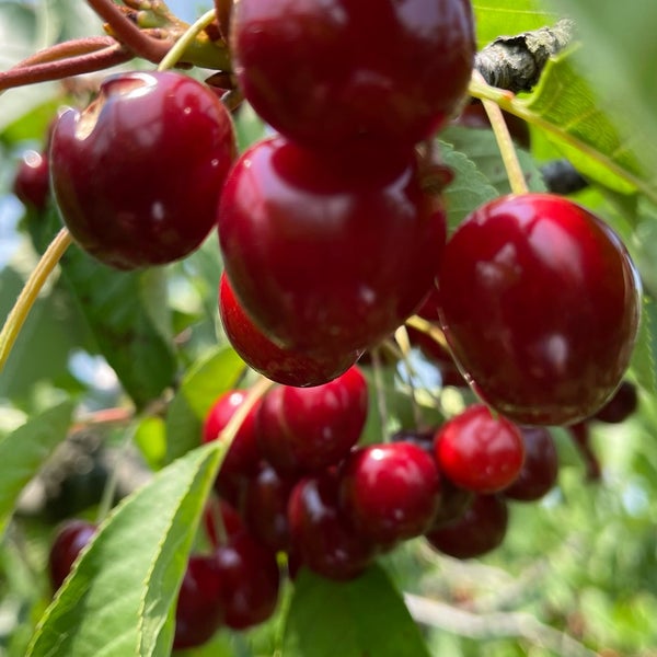 Cherry Avenue Farms Farm