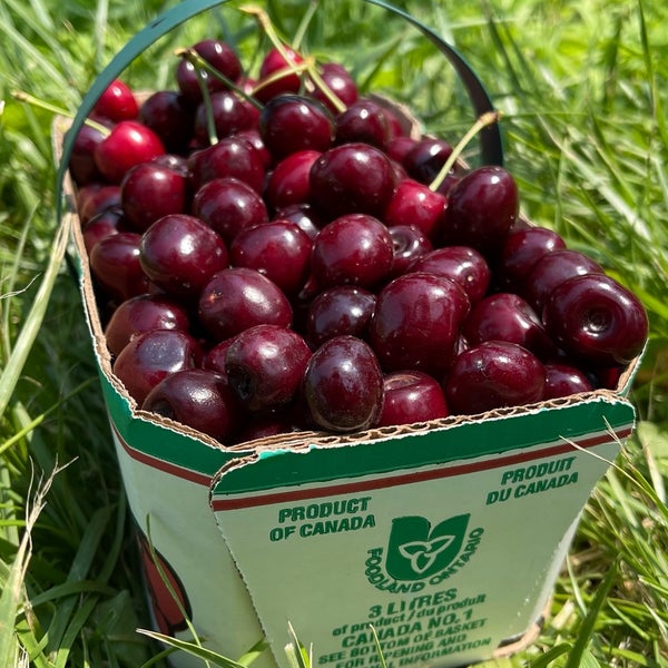 Cherry Avenue Farms Farm