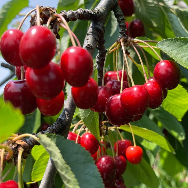 Cherry Avenue Farms Farm