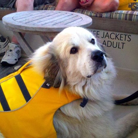 ♥ traveling with your dog? Join us on Gansett Cruises "harbor tours with a different view". http://www.gansettcruises.com