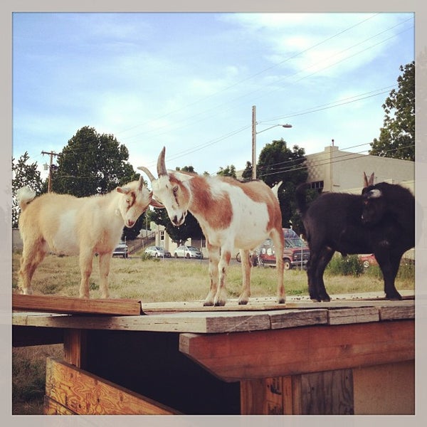 Foto scattata a The Belmont Goats da Alissa il 6/16/2013