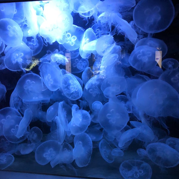 Photo taken at Aquarium Berlin by Dima Š. on 12/22/2019