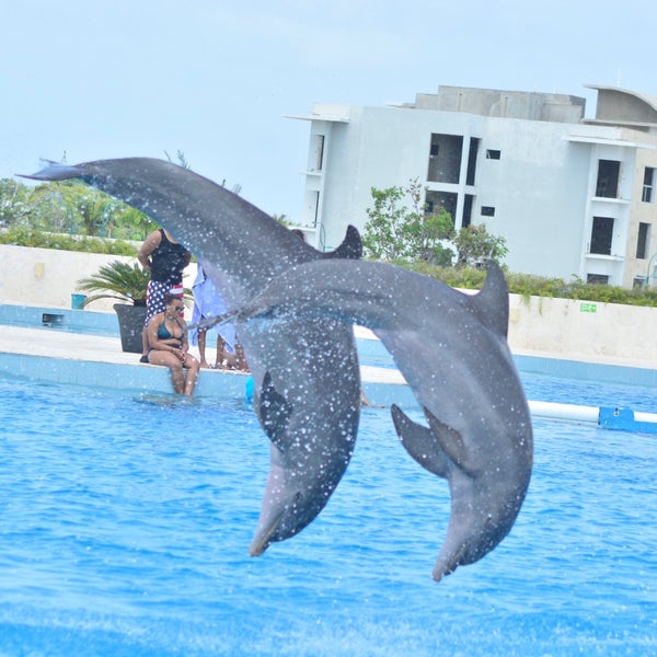 Dolphin Discovery Punta Cana
