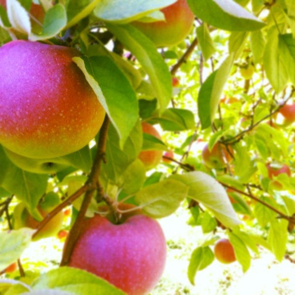 Photo taken at Applecrest Farm Orchards by Adam C. on 9/16/2012