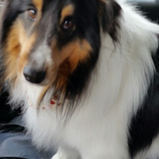 Grooming Angel Pet Salon Fredrickson, Puyallup, WA Puyallup, WA