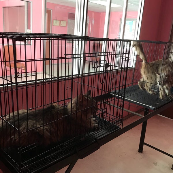 Klinik Veterinar Dr Cham Semenyih 2 Tips