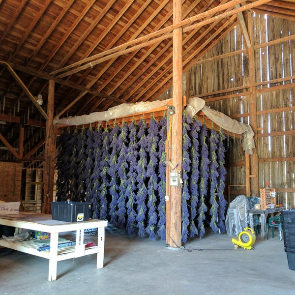 Get an enthusiastic tour of harvesting and processing the lavender from Bruce & Bonnie and their children. And buy some wonderful lavender products in their gift shoppe.