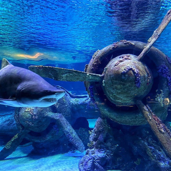Foto diambil di Antalya Aquarium oleh Burak S. pada 3/19/2023