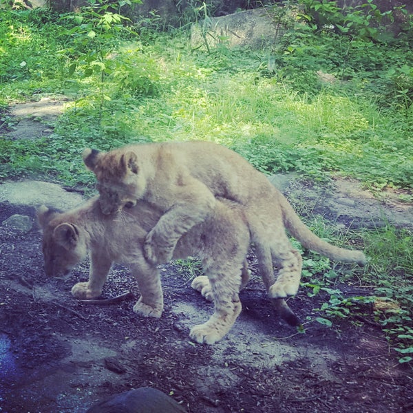 Photo taken at Henry Vilas Zoo by Pamela Z. on 7/4/2017