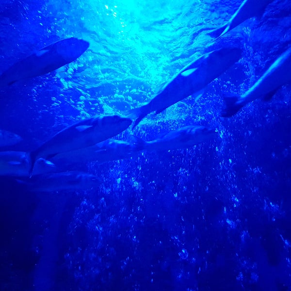 Photo taken at SEA LIFE München by Forest C. on 11/26/2017