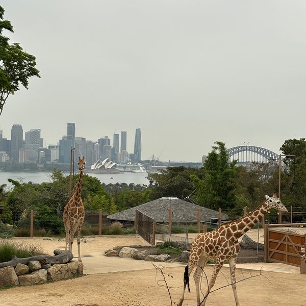 Снимок сделан в Taronga Zoo пользователем Bori_bab 12/18/2023