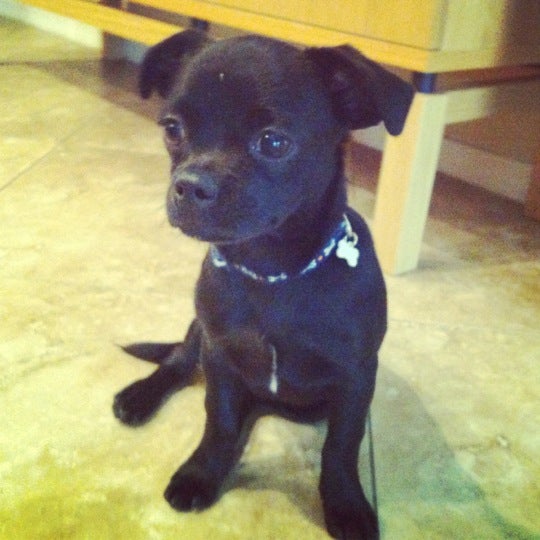 Choice Pet Market Pet Supplies Store in Chandler