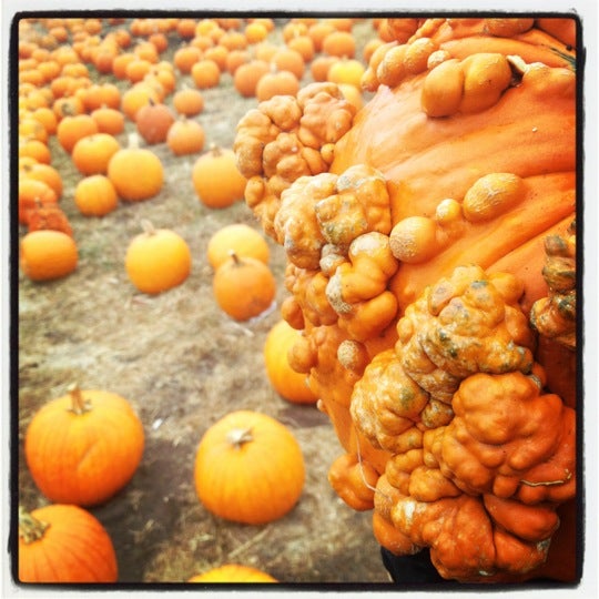 Photo taken at Sever&#39;s Corn Maze &amp; Fall Festival by Darius D. on 10/13/2012