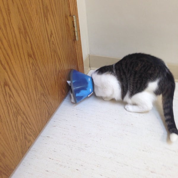 Deer Grove Veterinary 4 Tips From 40 Visitors