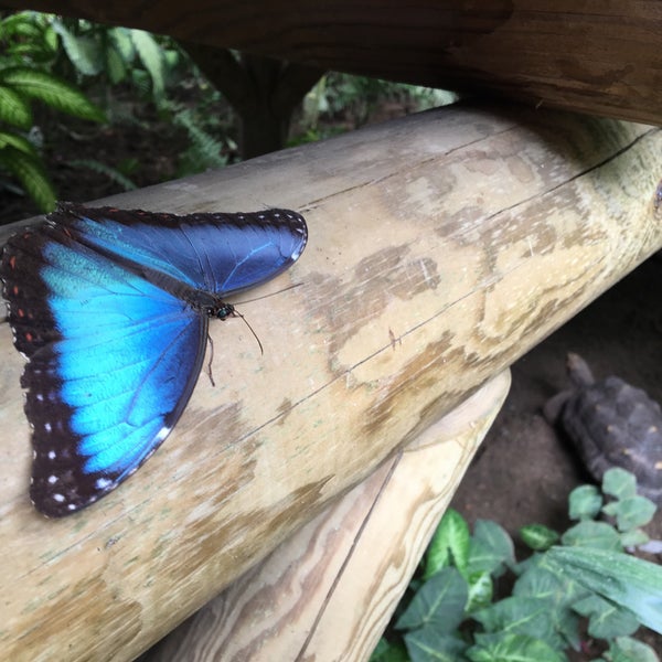 Das Foto wurde bei Mariposario de Benalmádena - Benalmadena Butterfly Park von Nick J. am 3/22/2017 aufgenommen