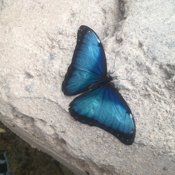 Das Foto wurde bei Mariposario de Benalmádena - Benalmadena Butterfly Park von Nick J. am 9/8/2018 aufgenommen