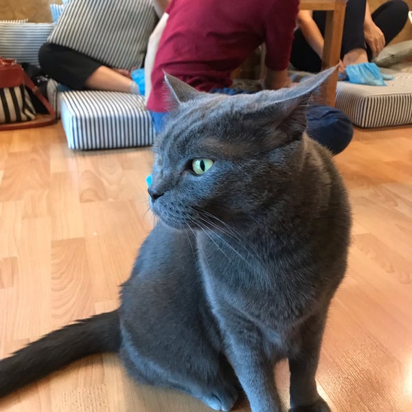Photo taken at Catmosphere Cat Café by Farn S. on 9/4/2019