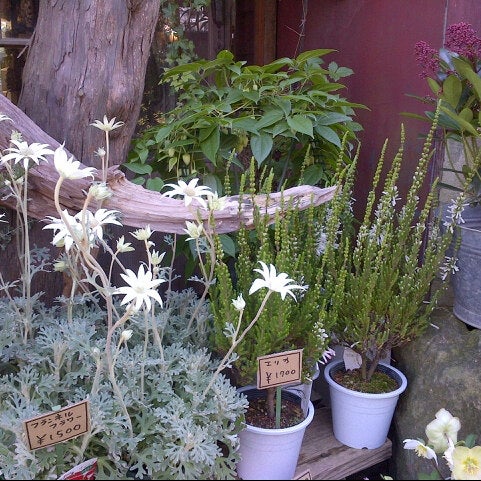 Photos At 草花屋 苔丸 鎌倉市 神奈川県