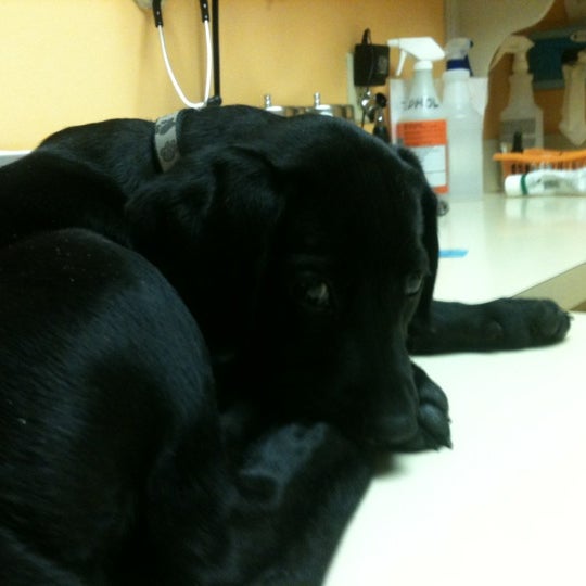 Photos at Gladstone Animal Clinic LLC 7027 N Oak Trfy