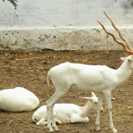 Kankaria Zoo - Zoo in Ahmedabad