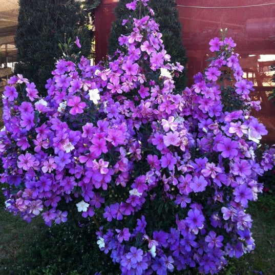 7/29/2012にIrma M.がRecanto Gardenで撮った写真