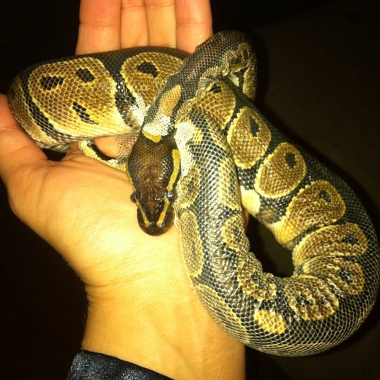 Ack's exotic best sale pets