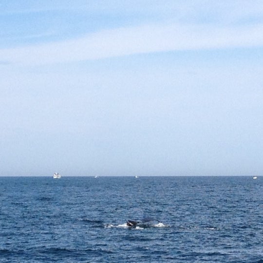 8/14/2012 tarihinde Tiffany C.ziyaretçi tarafından Cape Ann Whale Watch'de çekilen fotoğraf