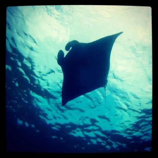 Photo taken at Blue Corner Dive Lembongan by Clara T. on 7/13/2012