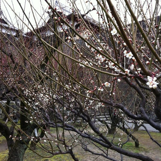Photos At 熊本城 飯田丸梅園 Garden