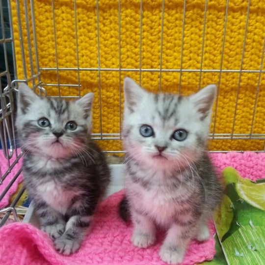 Купить Котенка В Казани Цена
