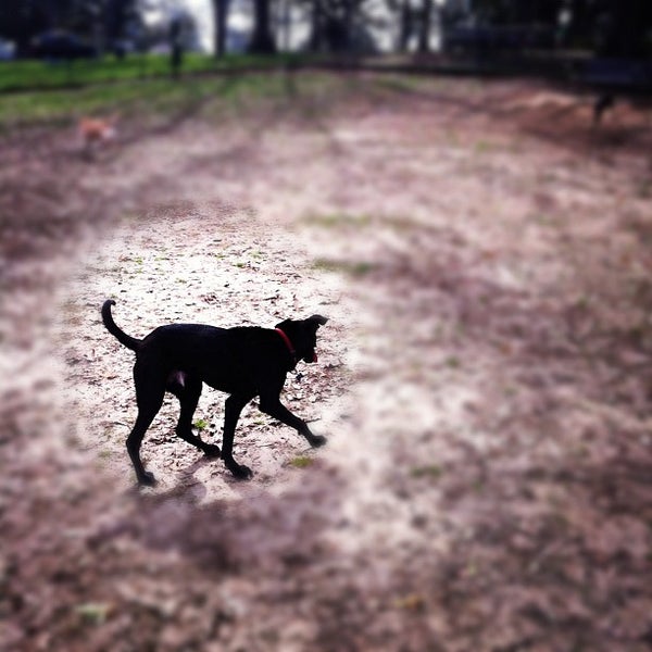 Photos at Raising Cane's Dog Park Dog Park in Baton Rouge