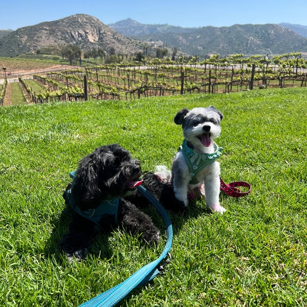 Photo taken at Orfila Vineyards and Winery by Amy O. on 3/30/2022